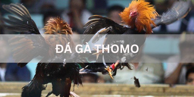 ảnh đại diện đá gà thomo