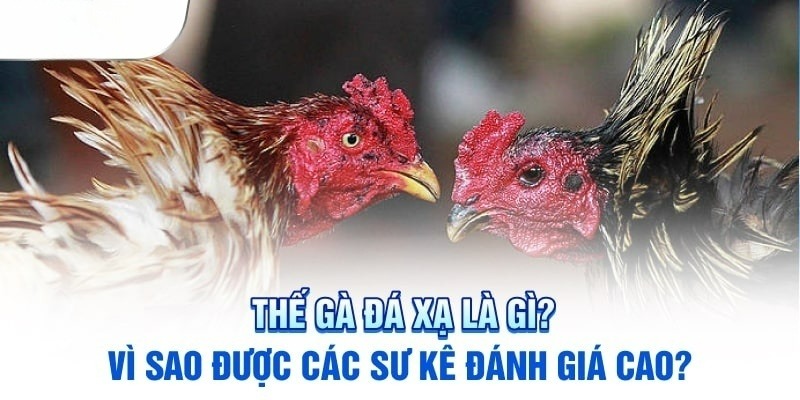 ảnh đại diện thế đá gà xạ