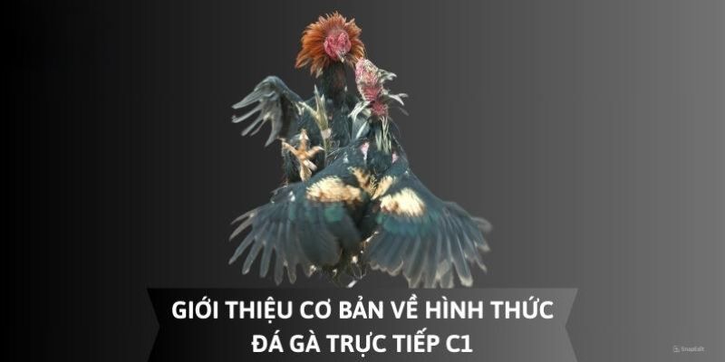 Thông tin đá gà trực tiếp C1